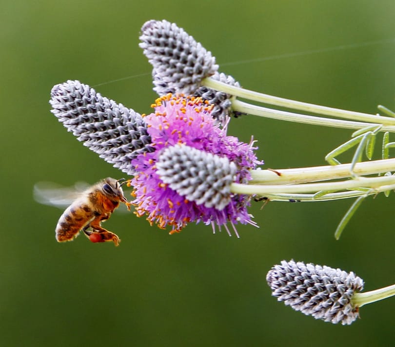 Az allergiások fellélegezhetnek: végre kevesebb lesz a pollen 