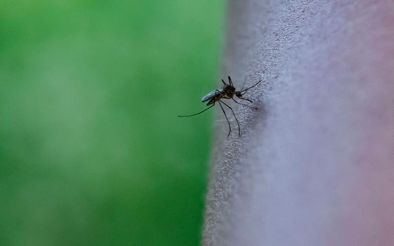 Soha többet szúnyoginvázió? Csodamódszerre bukkantak kínai tudósok