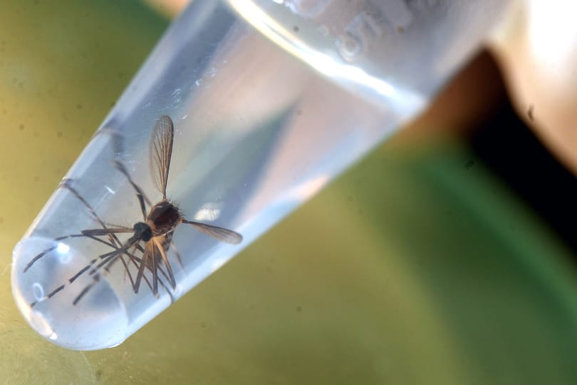 Veszélyes a szúnyogirtás vagy nem? Maximum a figyelemre