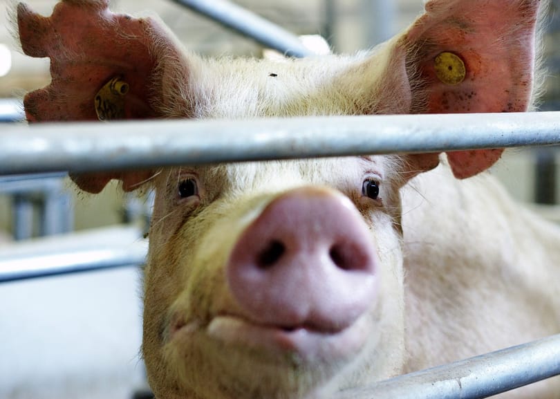 Cáfolja a földbérleti vádakat az Agrárgazdaság Kft.