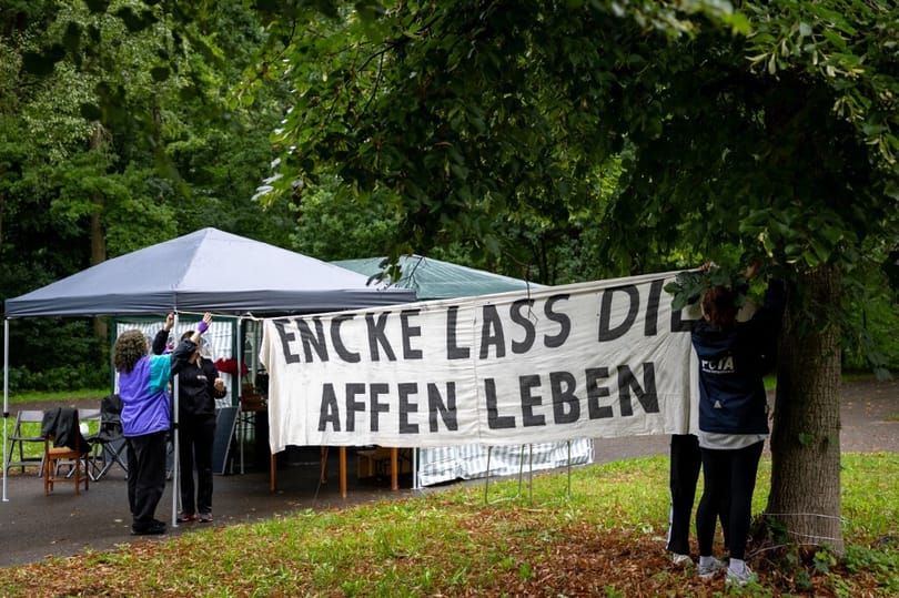 Halálos fenyegetéseket kapott a nürnbergi állatkert igazgatója, mert helyhiány miatt elpusztítottak 12 egészséges páviánt