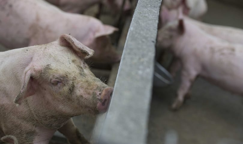 Egy disznó kettőt ér? Úgy fest, a NAV számára igen