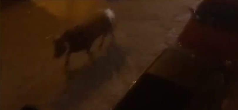 Szándékosan halálra gázoltak egy viadalról szökött bikát Spanyolországban – videó
