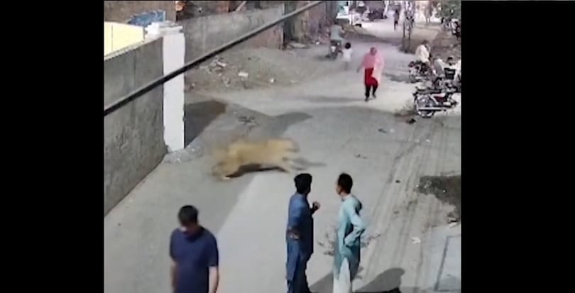 Megvadult oroszlán támadt rá egy nőre és két gyerekére egy pakisztáni városban – videó