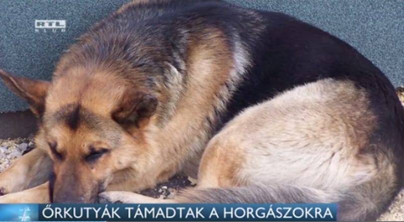 Tanárokra támadtak a horgásztanya őrkutyái