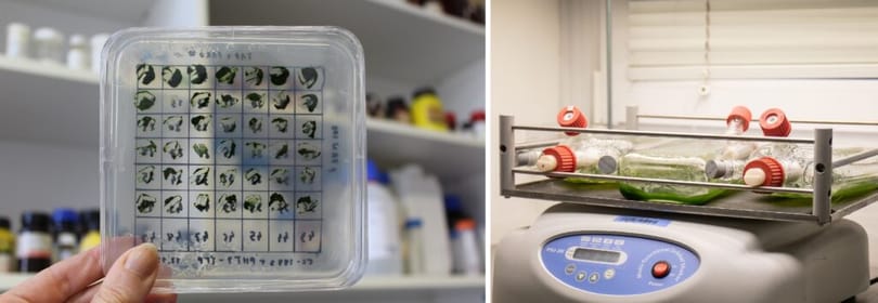Hatékonyan sikerült zöldalgákkal hidrogént termeltetni Szegeden
