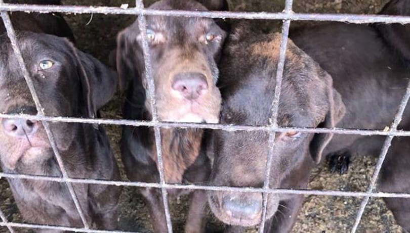 29 kutyát mentettek ki a gyulai rémálomból