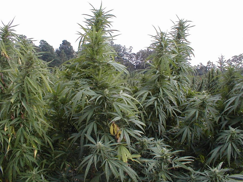 Nevadában is legalizálták a marihuánát. Egymilliós hétvégi adóbevétel