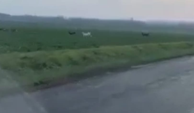 Ritka, albínó őzet láthattak Sopron környékén – vagy valami mást