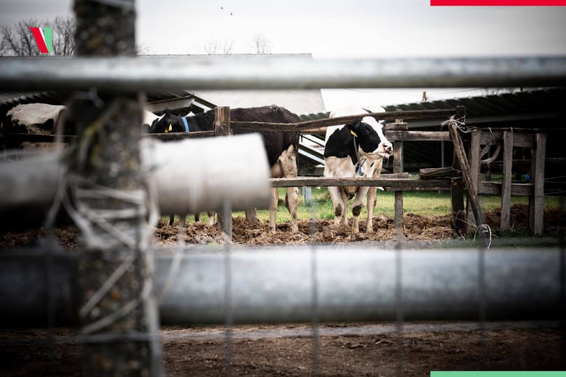 Újrakezdi és indiai munkásai bérét sem csökkenti az osztrák-magyar gazda, akinek a járvány elvitte háromezer marháját
