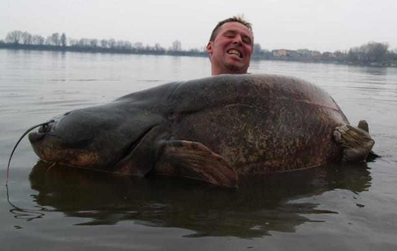 Száz kilót közelítő óriásharcsát fogtak a Balatonból