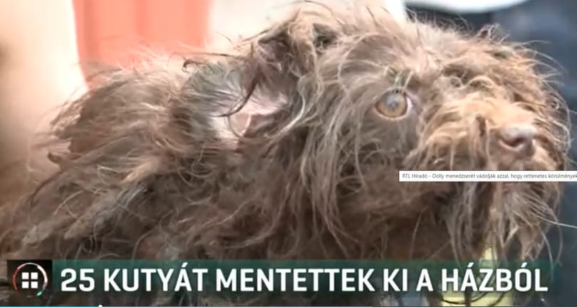 RTL: Embertelen körülmények között szaporított kutyákat Dolly menedzsere