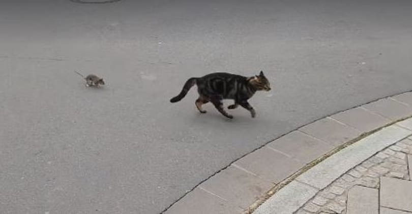Itt a valódi Tom és Jerry: a patkány megmutatta a macskának, ki az úr valójában (videó)