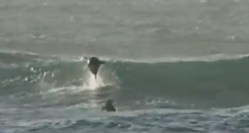 Nyugodtan szörfözgetett, aztán a fejére ugrott egy delfin - videó