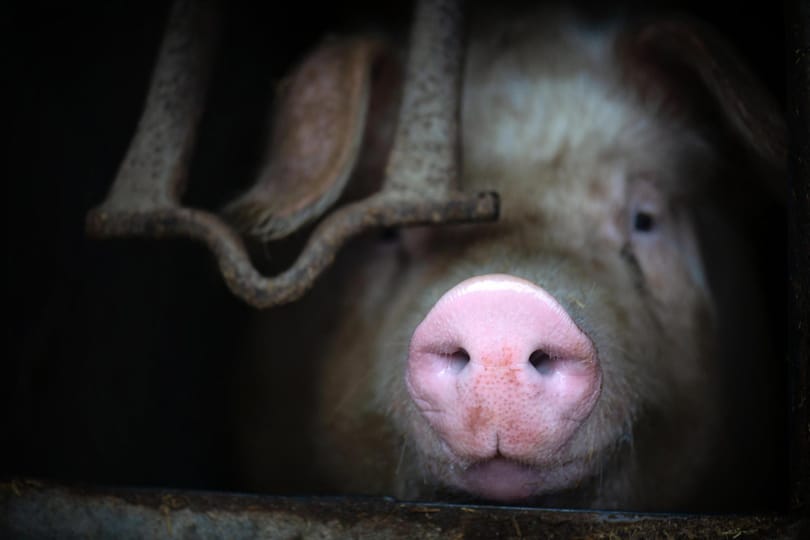 Különös kísérlet: csak halandzsázott a színész, de az állatok így is rájöttek, mit érez
