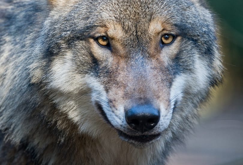 Megbírságolták az elszökött farkast kilövő pécsi állatkert-igazgatót