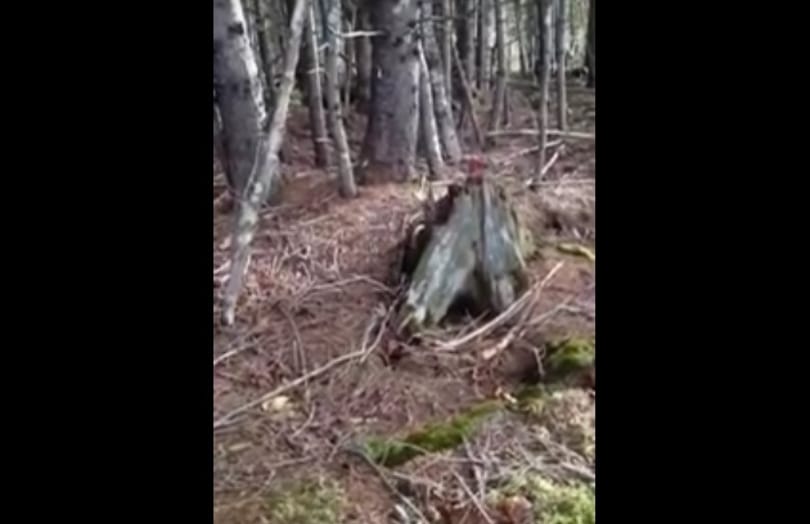 Félelmetes természeti jelenséget vettek fel egy erdőben - videó