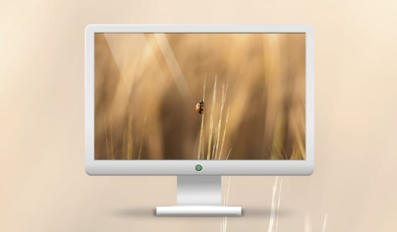 Mai háttérkép: Ladybug - sokak kedvenc aprósága