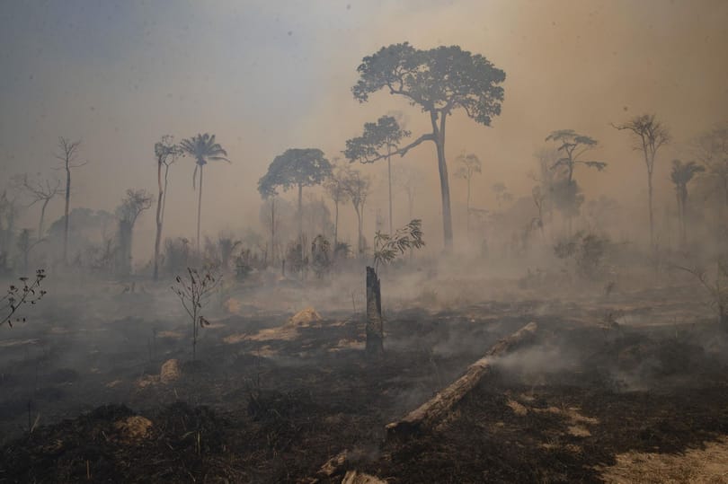 Harmadával esett vissza az erdőirtás az Amazonasnál