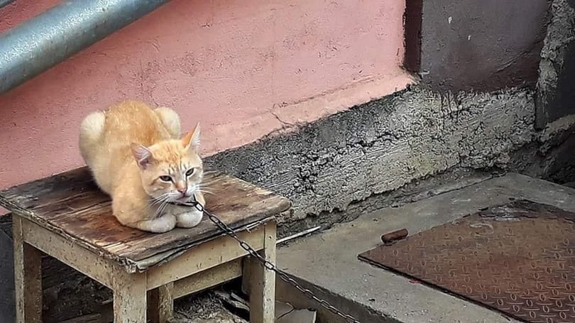 Fotó: Láncra vert macskát mentettek az állatvédők