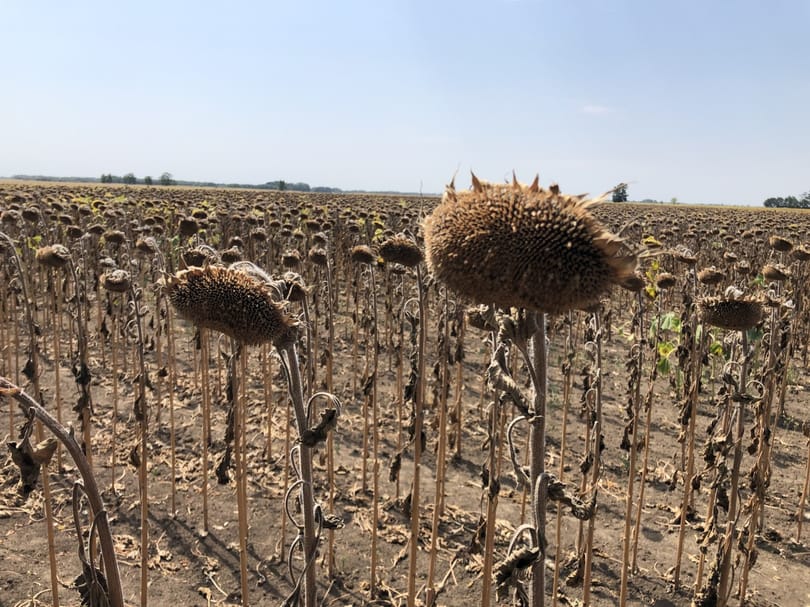 Példátlan hőhullámokra készülhetünk: az El Niño visszatérését jósolják idénre