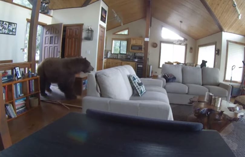 Mancsával törte be az ajtót a grizzly, majd csalódottan távozott