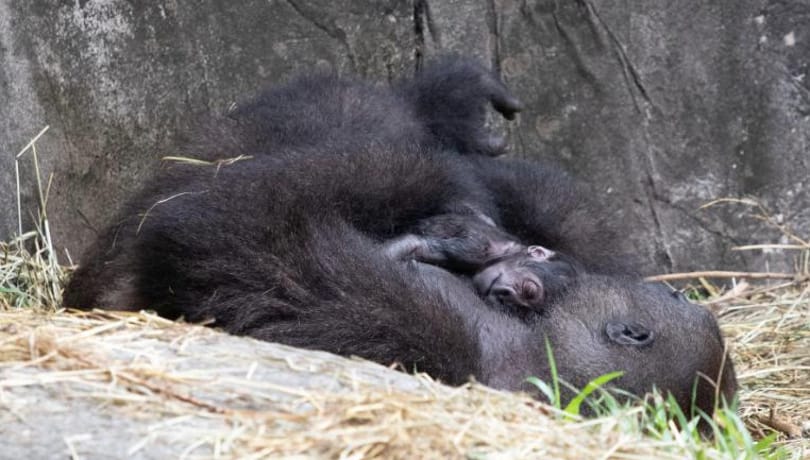 Hat nappal születése után meghalt a gorillacsecsemő a New Orleans-i állatkertben