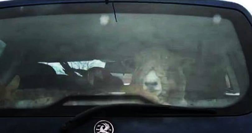 Azt ismerik, hogy két birka, egy kecske, egy szarvas és egy papagáj utazik egy Opelben? – videó