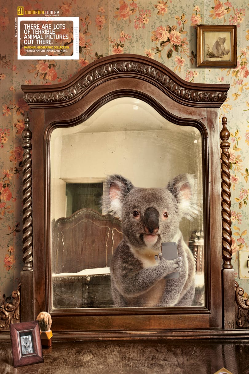 Így szelfizik egy koala