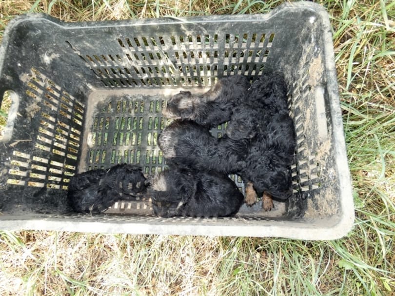 Hat kiskutyát hagytak magára egy dobozban, már az ügyészség vizsgálódik