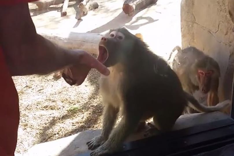 Videó: Egy majom zseniálisan reagált a trükkre