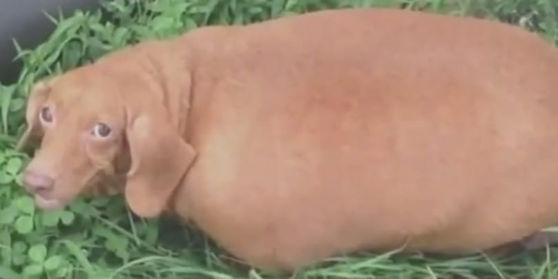 Videó: Diétára fogták és 20 kilót fogyott a túlsúlyos tacskó