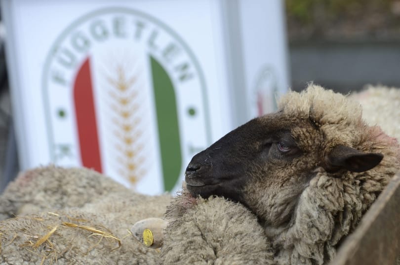 A Kúria azért nem vizsgált meg egy kisgazdapárti kezdeményezést, mert a párt felszámolás alatt áll