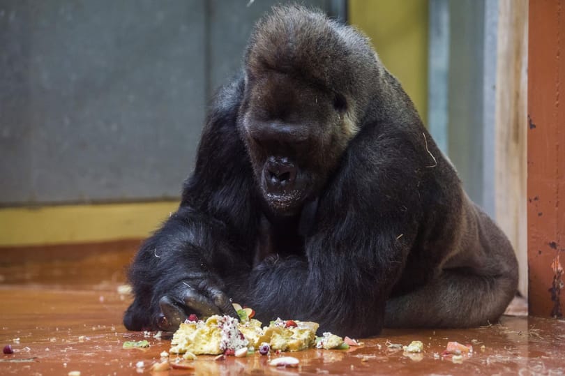 Tortát kapott születésnapjára Golo, a 40 éves budapesti gorilla