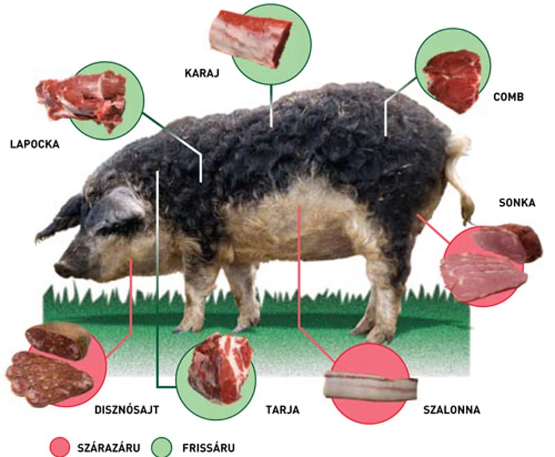 Mangalicák a pesti aszfalton