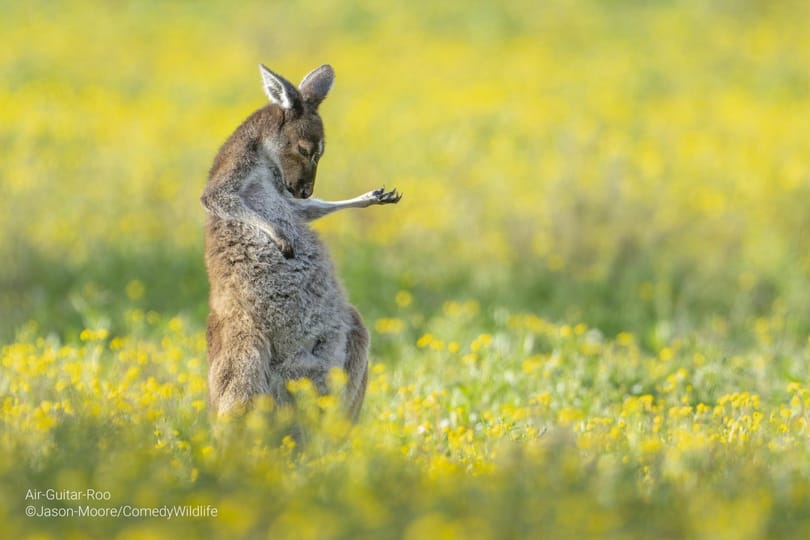Vidrabalerina és léggitározó kenguru - itt vannak az idei Comedy Wildlife fotópályázat legviccesebb képei