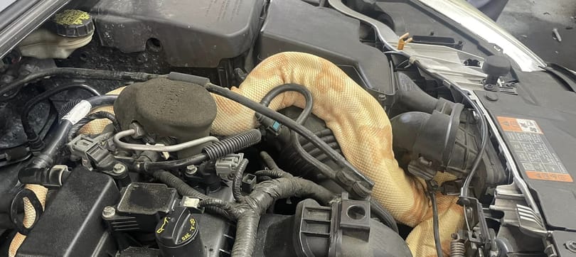 Két és fél méteres kígyót találtak egy amerikai autó motorterében