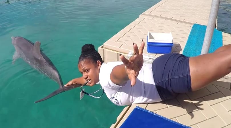 Videó: Delfinek is megcsinálták a Mannequin Challenge-t