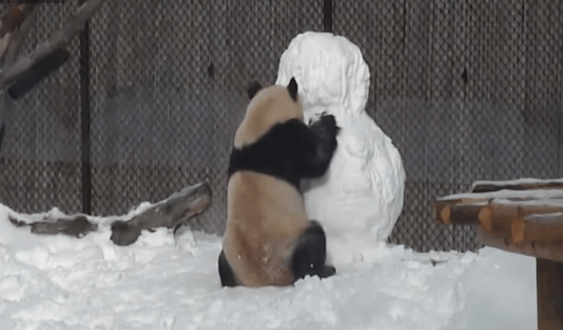 Nézze, mit kezd egy panda a hóemberrel