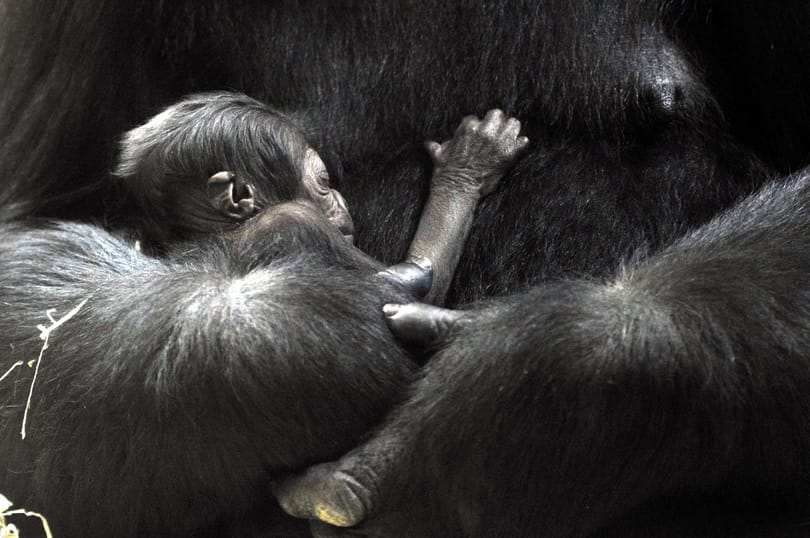 Itt vannak az első képek a fővárosi állatkert újszülött gorillájáról
