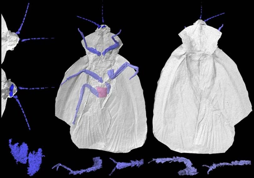 Őscsótányok virtuális fosszíliáját készítették el
