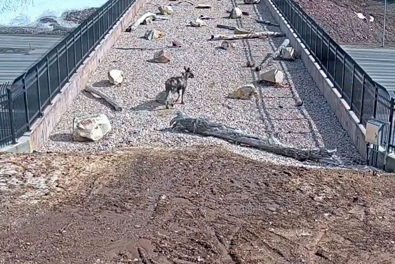 Meglepő, micsoda élet zajlik egy autópálya feletti vadátjárón – videó
