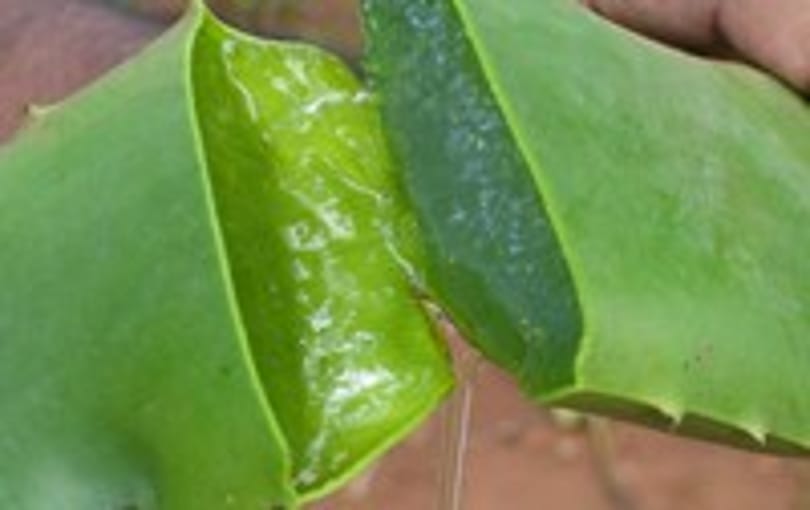 Neveljünk otthon aloe verát! Kertész tippek