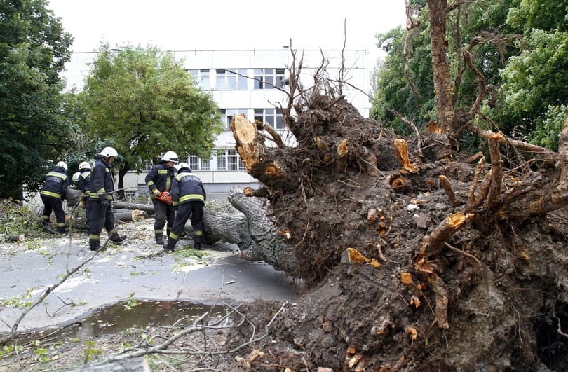 Fotó: Ez a fa dőlt egy egy miskolci iskolásra