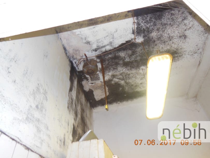 Egérürülék, penész, szenny – budapesti pékséget záratott be a Nébih