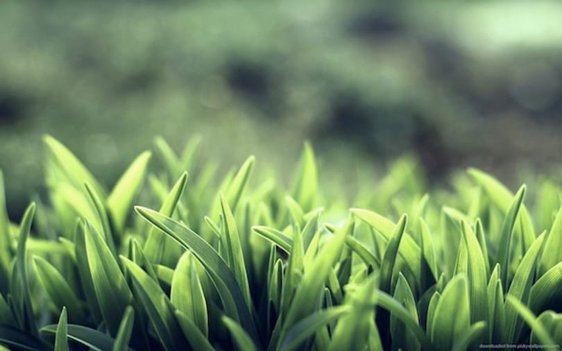 Mai háttérkép: beautiful green grass