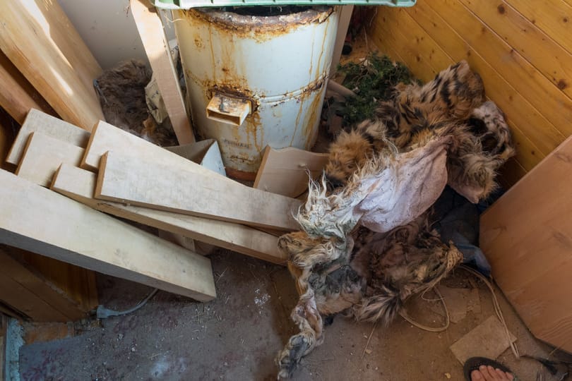 Nyúzták, főzték a nagymacskákat, brutális vágóhídra bukkantak Prágában – fotók