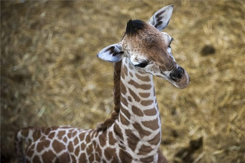 Megdöbbentő és elszomorító hír jött a kenyai vadállatokról