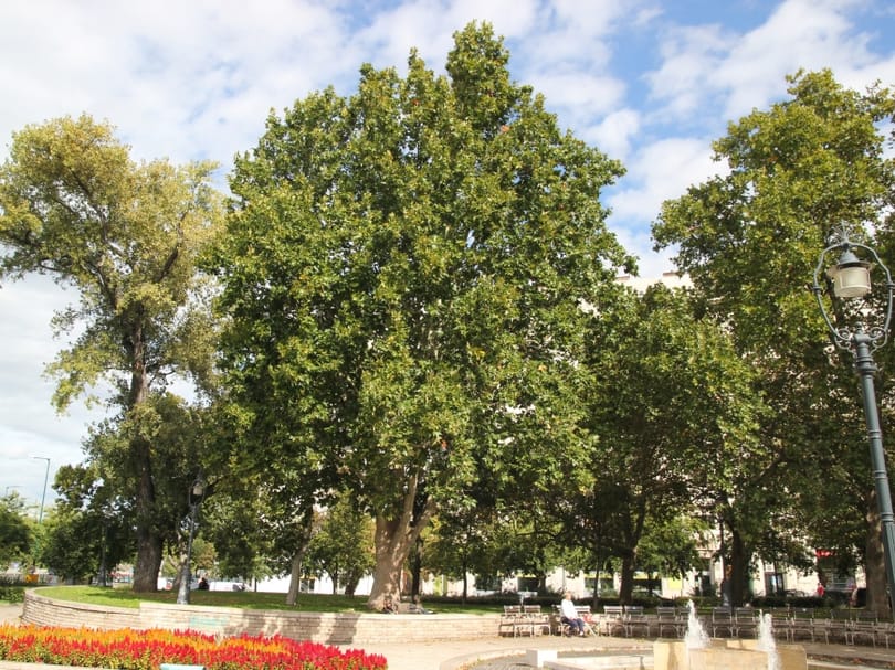 Lecsúszott a magyar jelölt az év fája versenyen