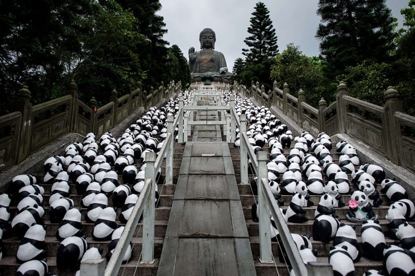 Pandaömlés Hongkongban – fotó